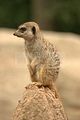 leipzig zoo-01_07_2011_zoo_allgemein_292